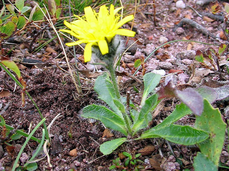 Leontodon montanus subsp. melanotrichus ?